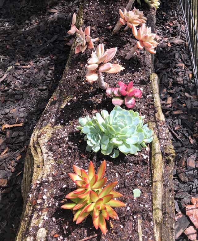 gretchen-succulent-garden